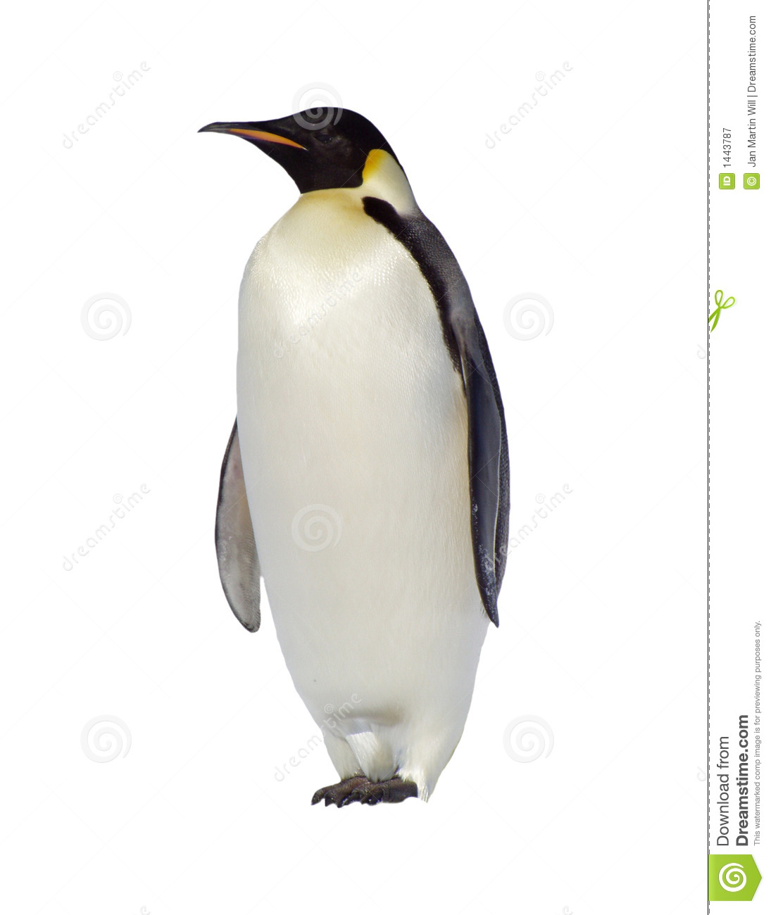 Penguin No Background Clipart.