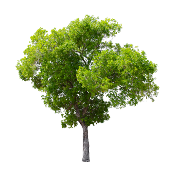 Tree PNG Images, Download 55,489 Tree PNG Resources with Transparent.