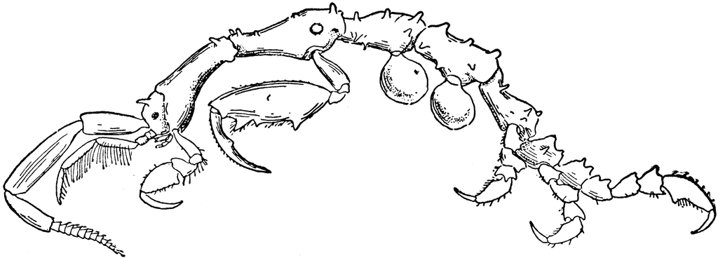 Gallery For > Isopod Clipart.