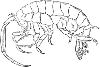 Marine Isopod.