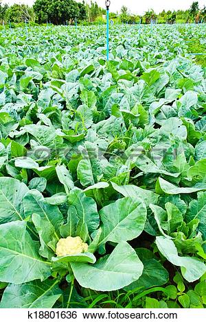 Stock Images of cauliflower plant, cabbage in vegetable garden.