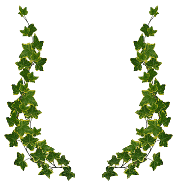 Free Ivy Cliparts, Download Free Clip Art, Free Clip Art on.
