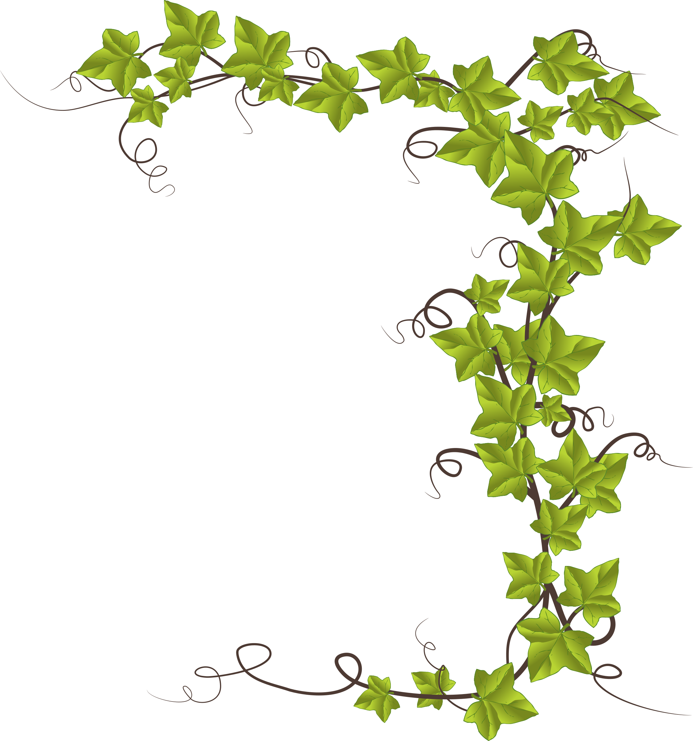 Ivy Clipart 20 Free Cliparts Download Images On Clipground 2021