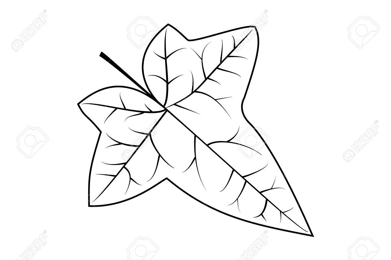 ivy-clipart-black-and-white-10-free-cliparts-download-images-on