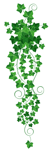 Vine Ivy PNG Clipart Picture.