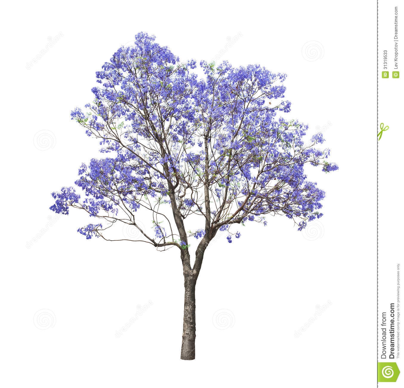 Jacaranda Tree Clipart.