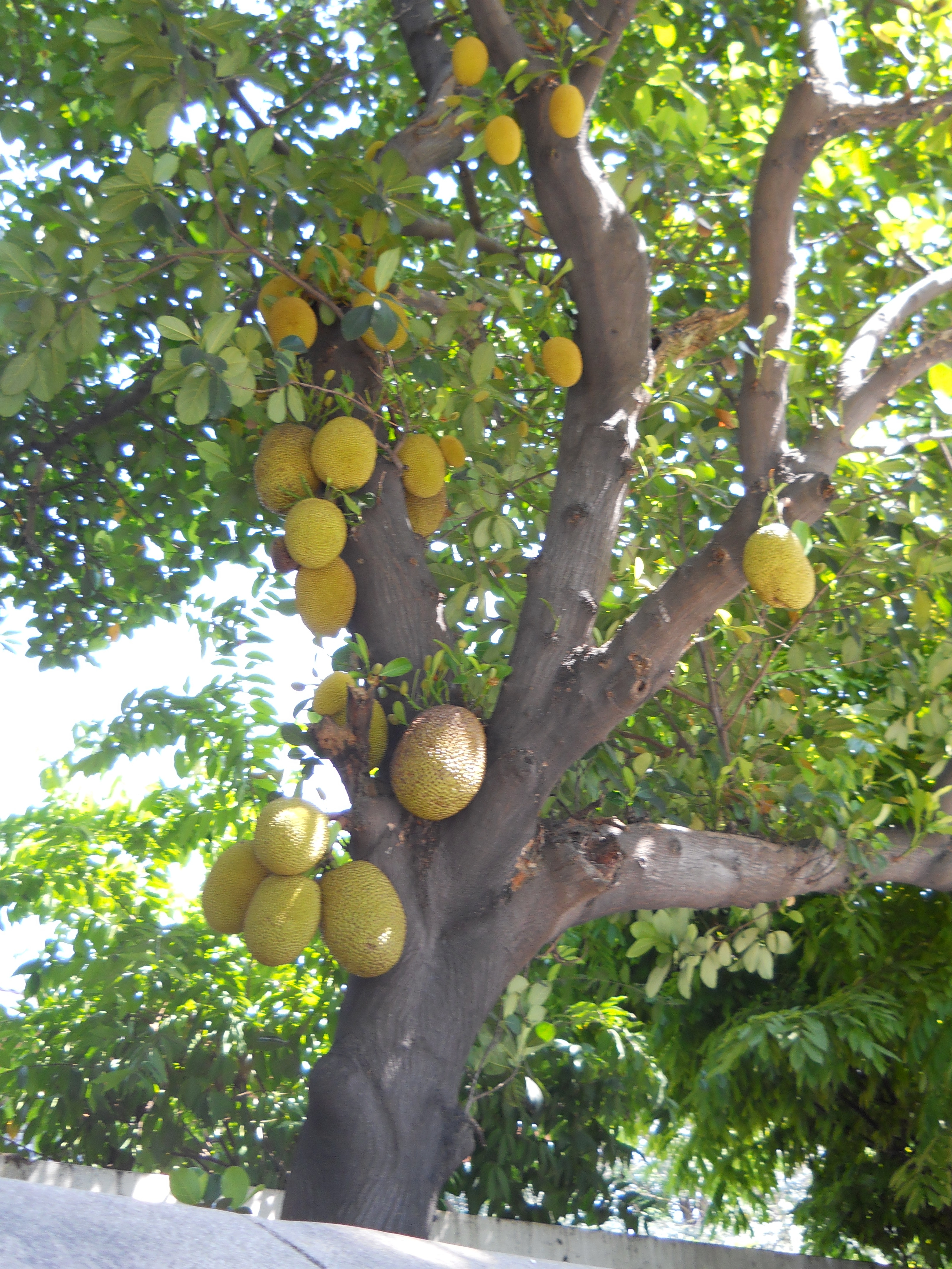 Jack fruit tree clipart 20 free Cliparts Download images 