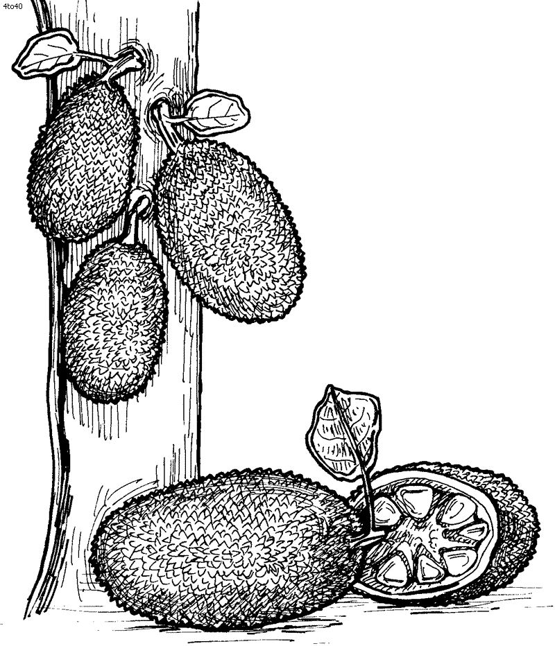 Jack tree. Джекфрут раскраска. Джекфрут рисунок карандашом. Джекфрут тату эскиз. Джекфрут рисунок для биологии.