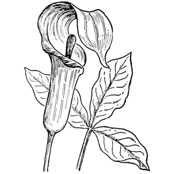 Step finished jack in the pulpit square How to Draw Jack in the.