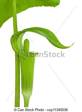 Stock Photos of Jack in the Pulpit.