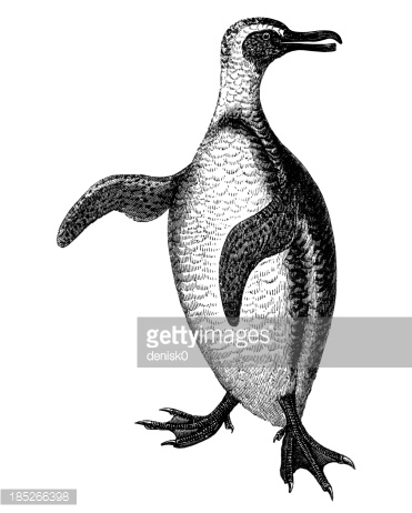 Penguin Vector Art.
