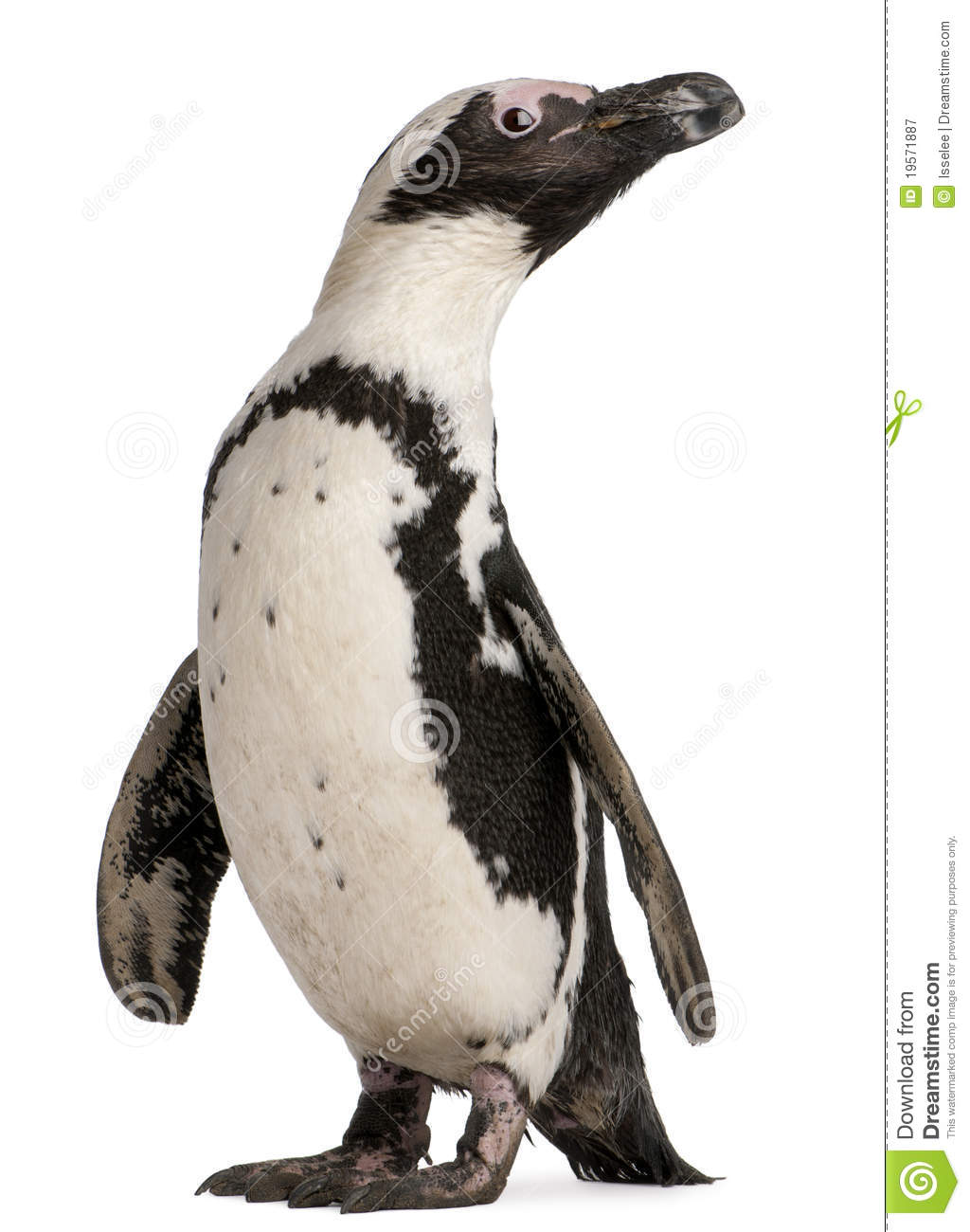 African Penguin, Spheniscus Demersus Royalty Free Stock.