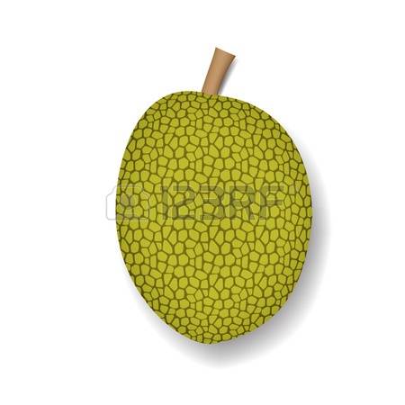 153 Jackfruit Stock Vector Illustration And Royalty Free Jackfruit.