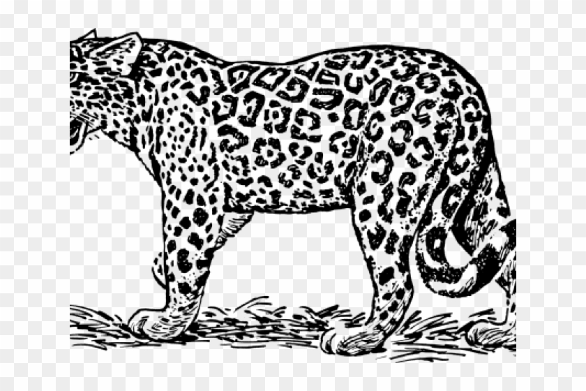 Jaguar Clipart Jaquar.