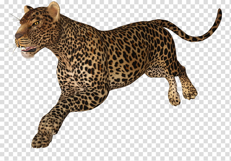 TWD Two Jaguars, leopard illustration transparent background.