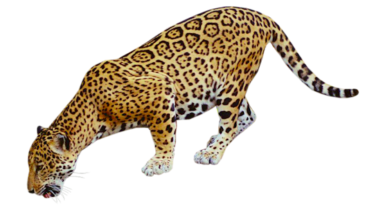 Jaguar PNG Transparent Images.