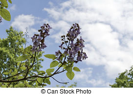 Stock Photography of Jacaranda seeds.