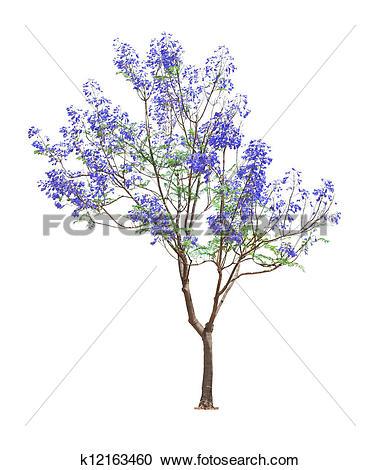Stock Photography of beautiful blooming Jacaranda tree k12163460.
