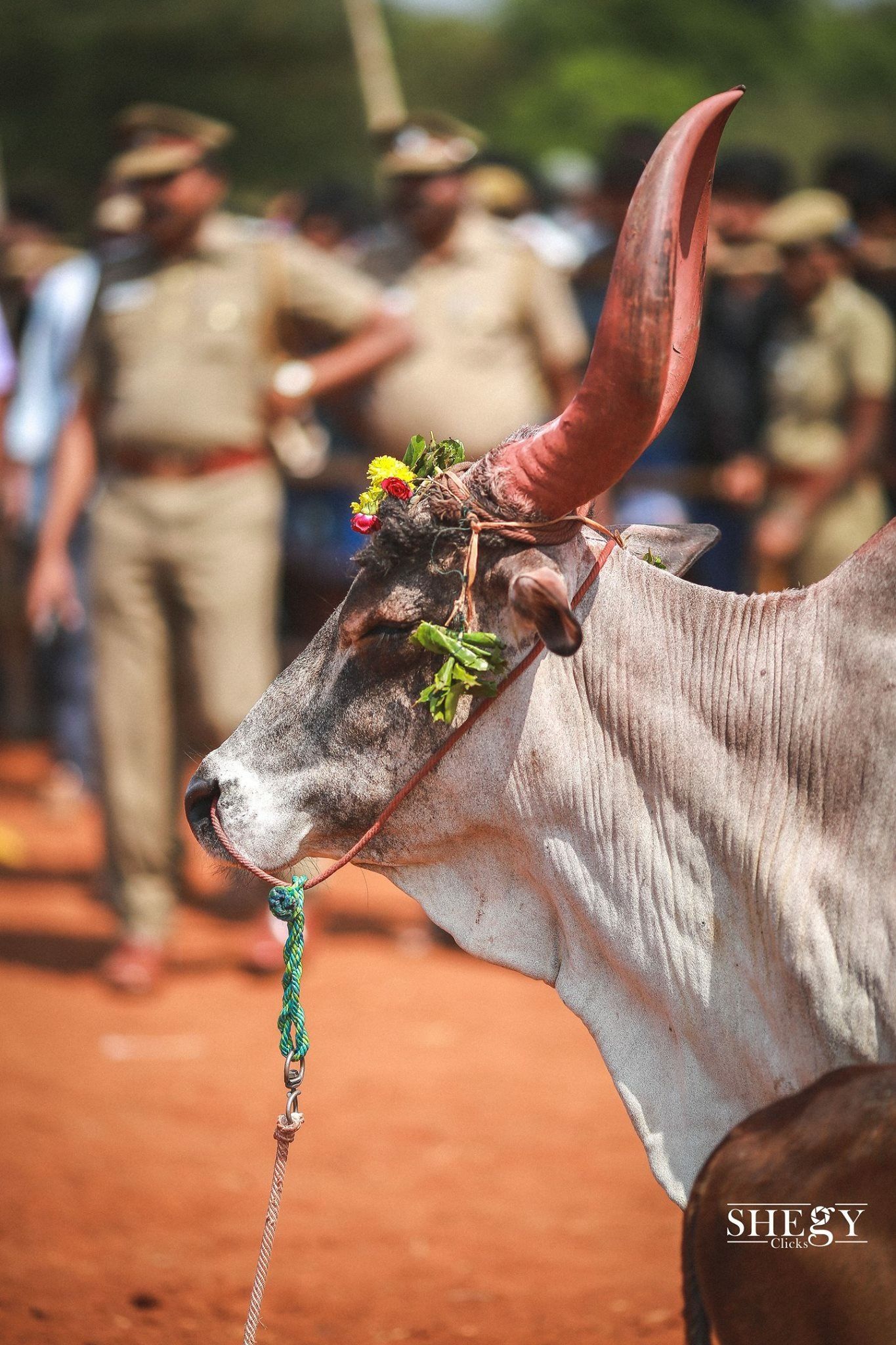 Jallikattu.