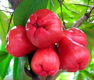 Jambu Fruit Clipart.