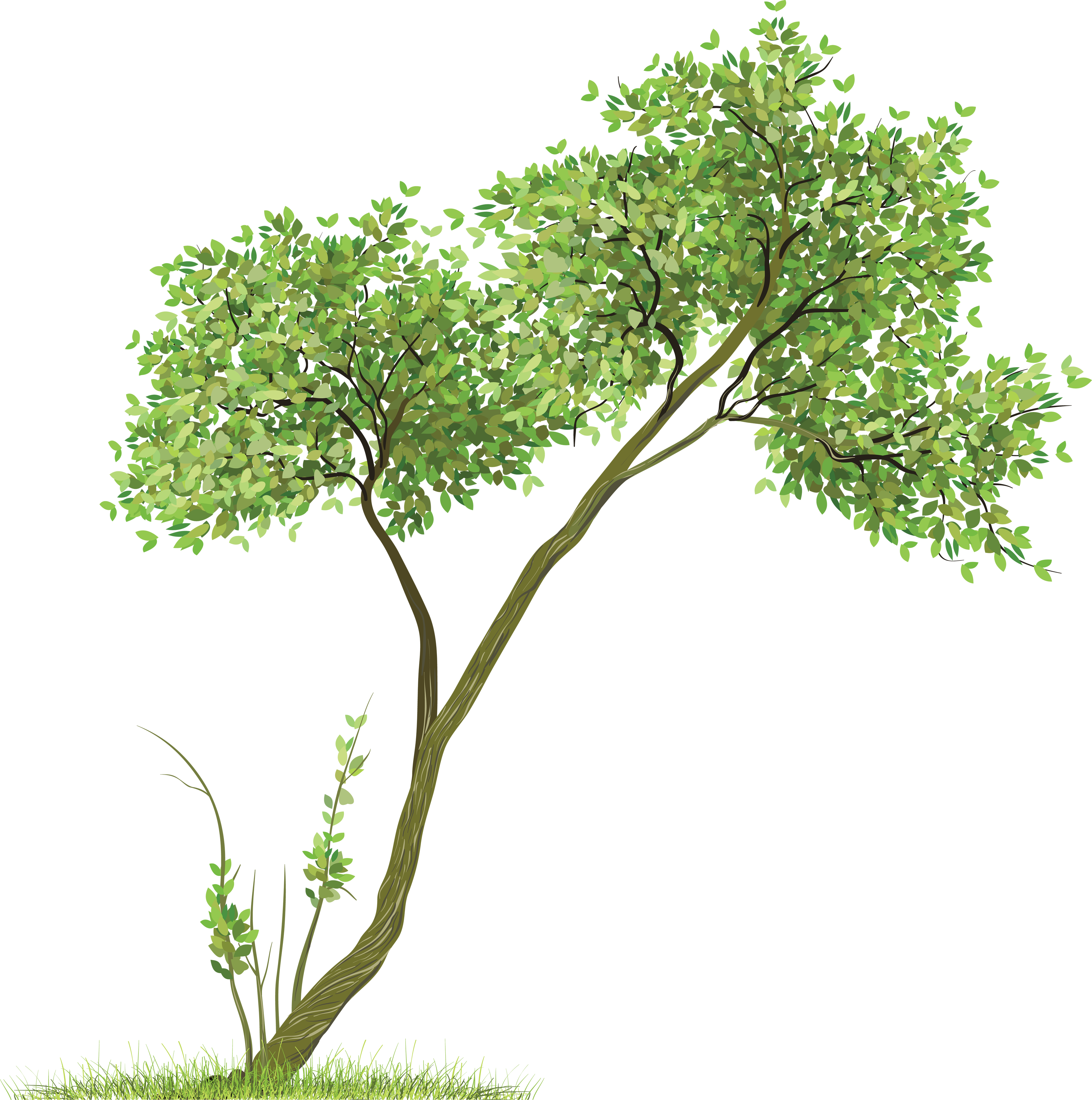 Transparent Tree Clipart 20 Free Cliparts Download Images On