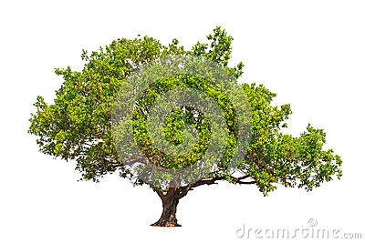 Jambul (Syzygium Cumini) Tree Stock Photo.