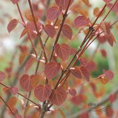 Prunus Serrula, with its tactile, polished, bark.