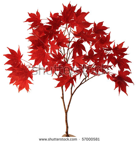 Japanese Maple Tree Stock Images, Royalty.