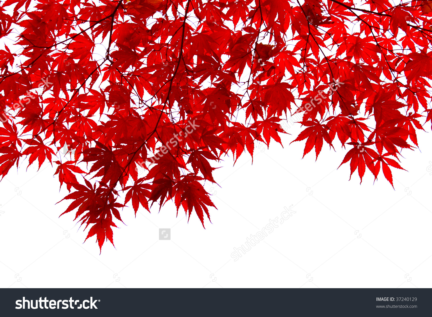 Red Japanese Maple Leaves Stock Photo 37240129.