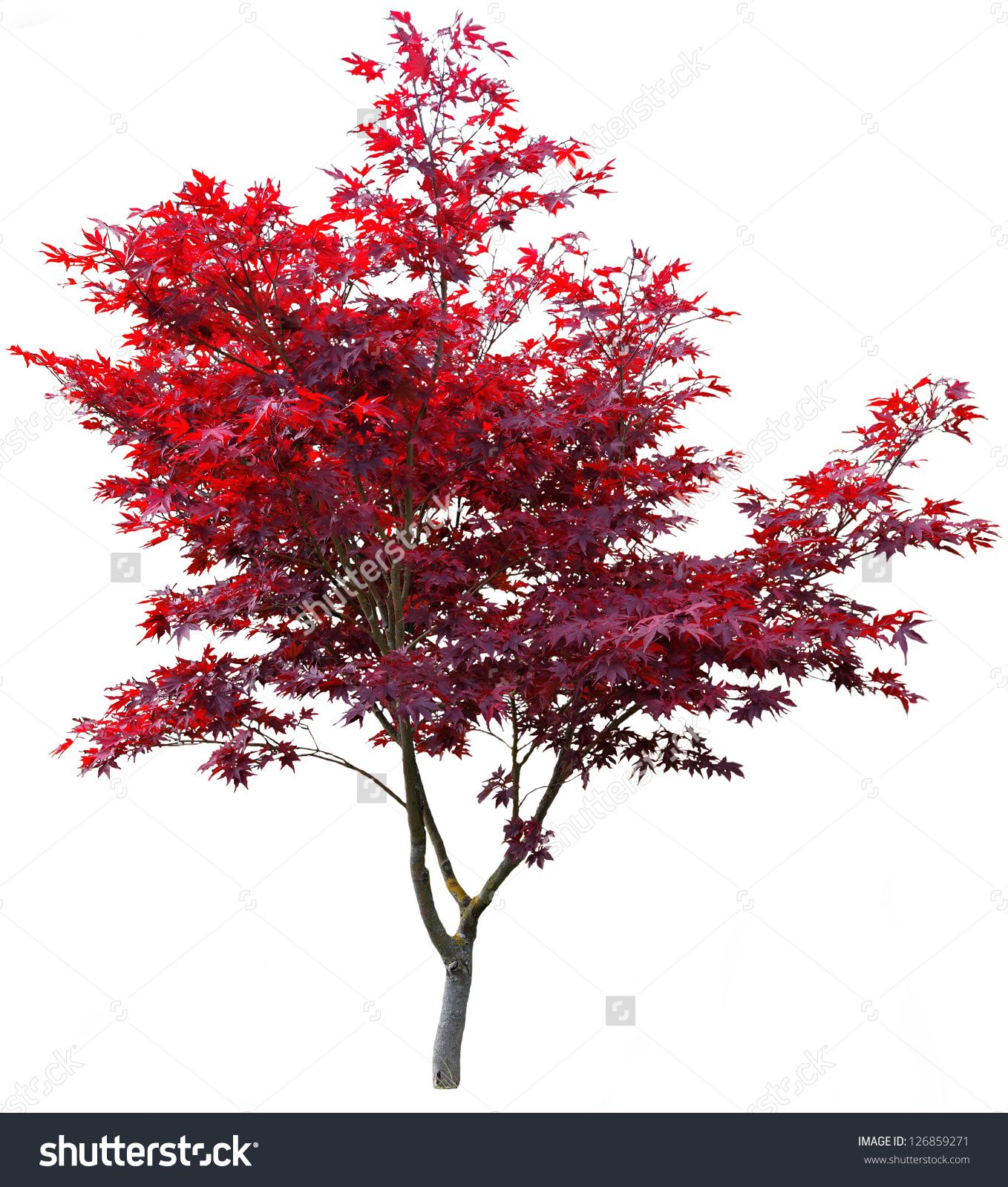 Japanese Maple Tree Clip Art 10 Free Cliparts Download Images On