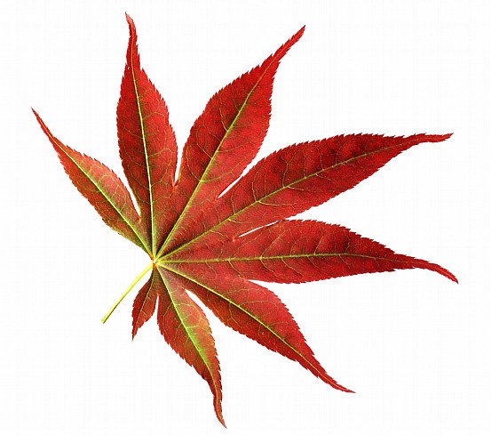 Japanese Maple Leaf.