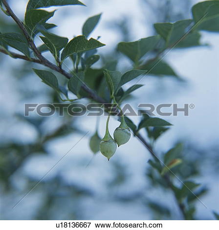 Picture of Seeds of Japanese snowbell (Styrax japonica), Gunma.