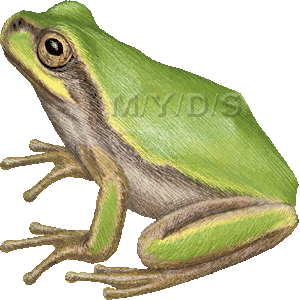 Japanese Tree Frog, Hyla japonica clipart graphics (Free clip art.
