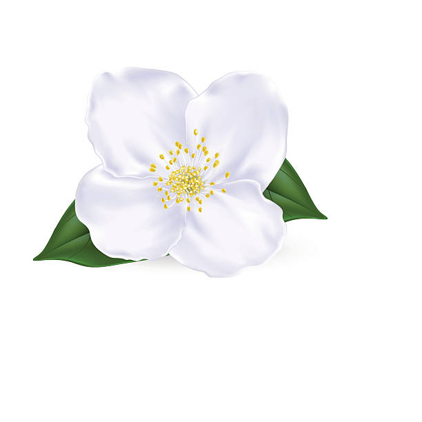 Best Jasmine Flower Illustrations, Royalty.