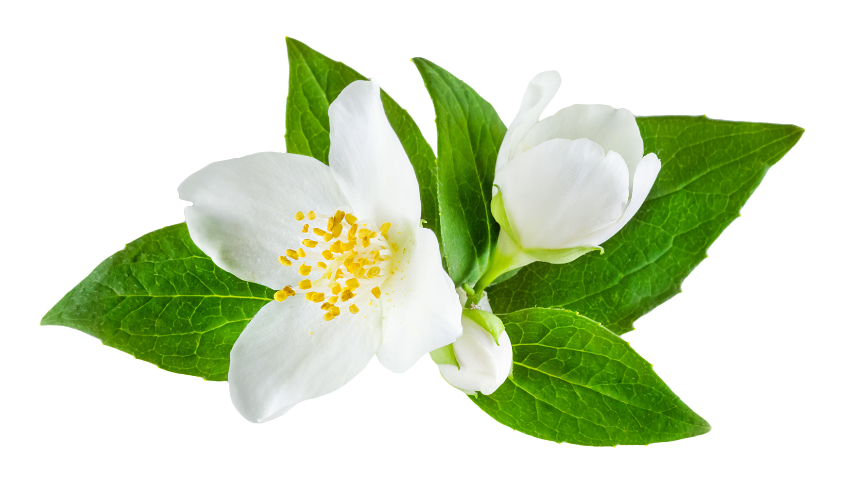 How To Plant Jasmine Flower