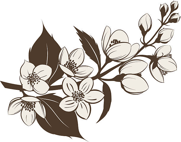 Jasmine Flowers Clipart.