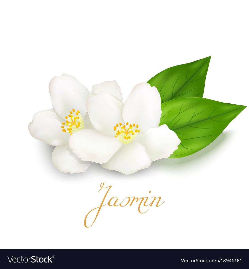 jasmine flower vector png 10 free Cliparts | Download images on
