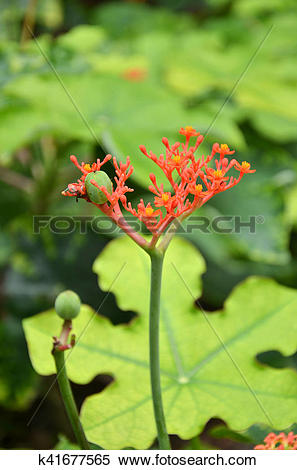 Stock Image of Beautiful local Thai herbs, Jatropha podagrica.