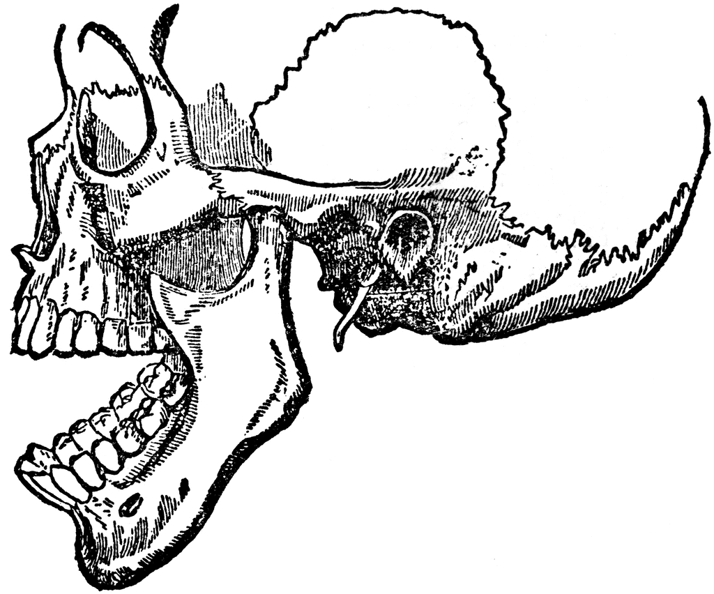 Нижняя челюсть с черепом подвижные. Челюсть зарисовка. Верхняя челюсть рисунок карандашом. Медицинские иллюстрации челюсти.