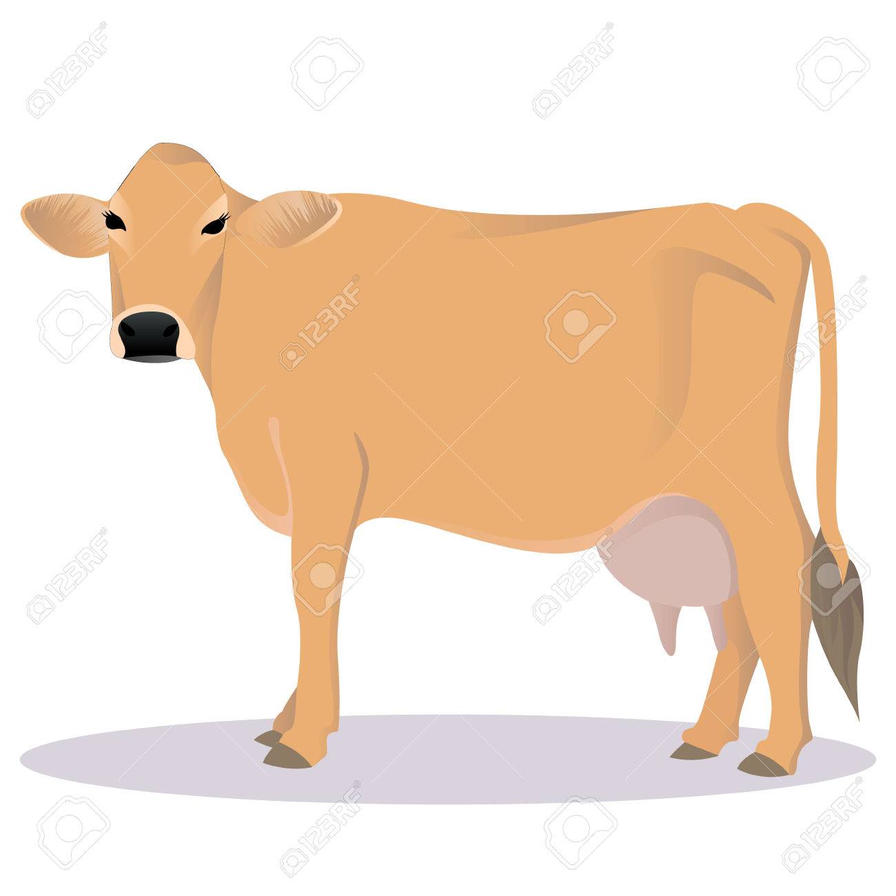 Jersey cattle vector illustration.