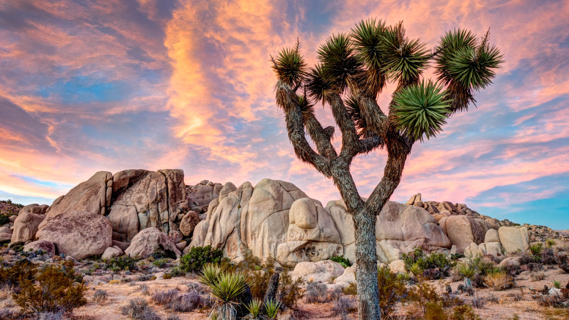 1920x1080px Joshua Tree National Park 1409.31 KB #264214.