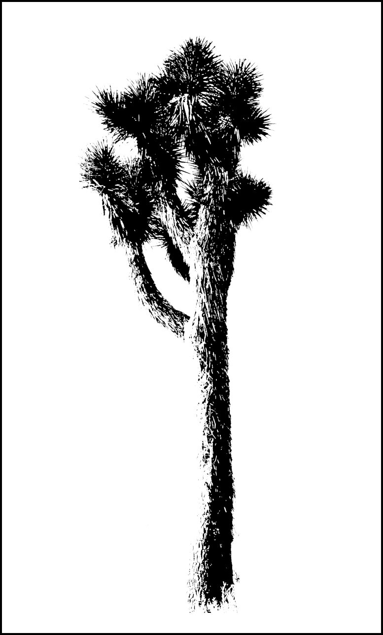 Download Joshua tree clipart 20 free Cliparts | Download images on ...