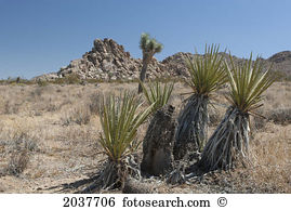 Yucca palm Images and Stock Photos. 397 yucca palm photography and.