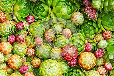 Background Of Jovibarba Globifera Succulent Or Hens And Chicks.