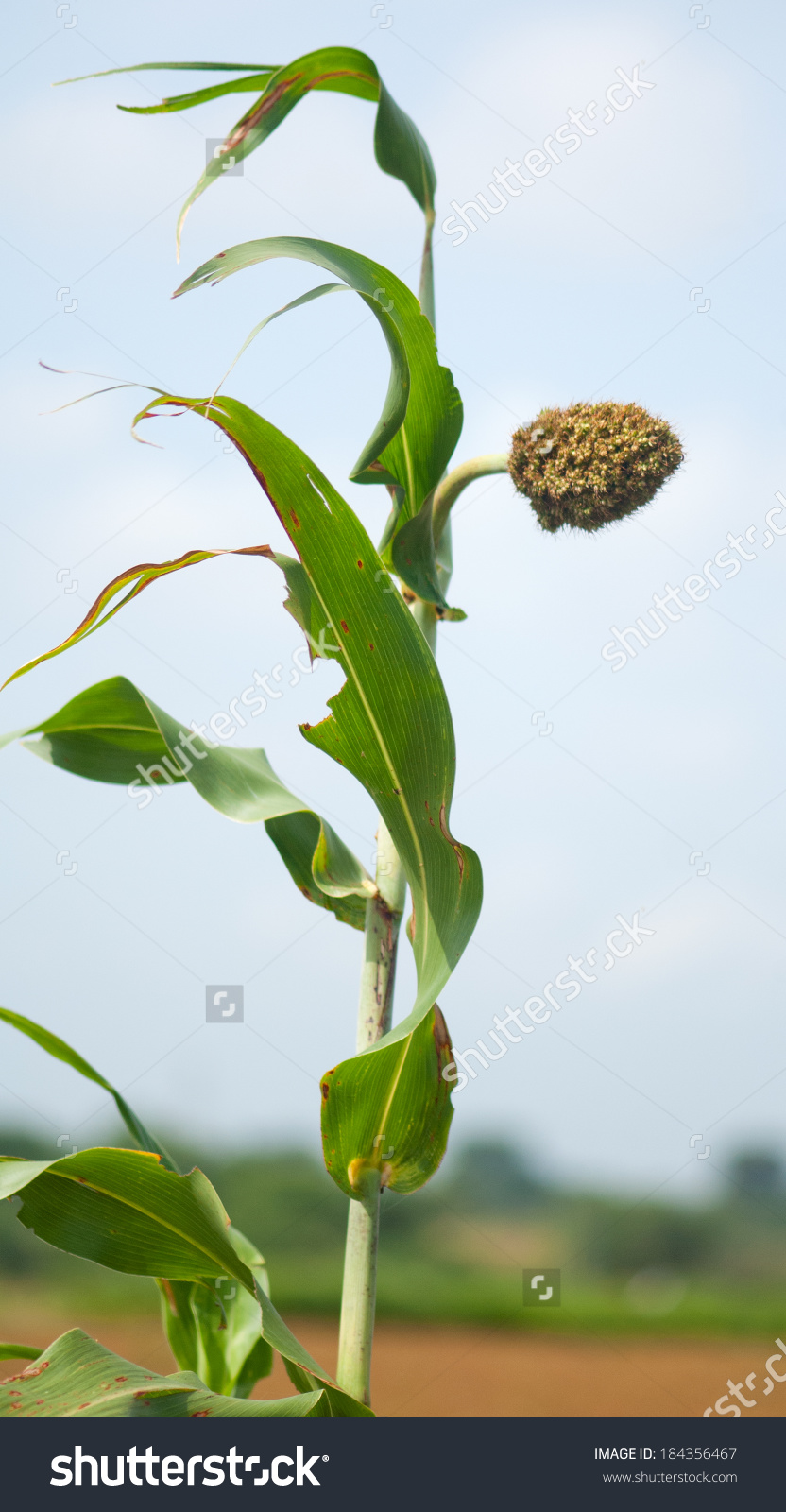 Sorghum Jowar Crop Closeup Rural Village Stock Photo 184356467.