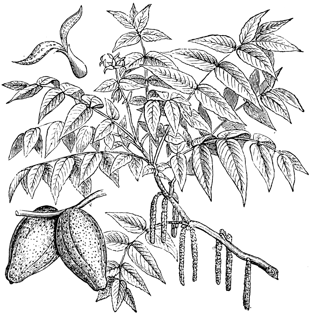 Female Flowers, Fruits, and Male Catkins of Juglans Cinerea.