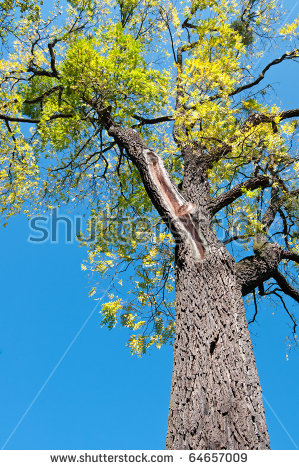 Old Black Walnut Tree Juglans Nigra Stock Photo 64657036.