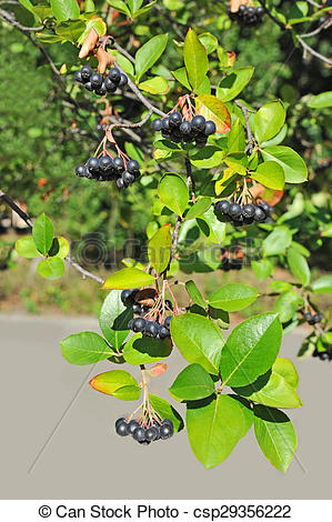 Stock Photo of Walnut tree (Juglans regia) with fruit.