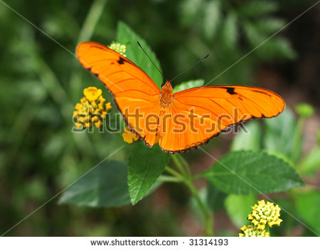 Dryas Julia Stock Photos, Images, & Pictures.