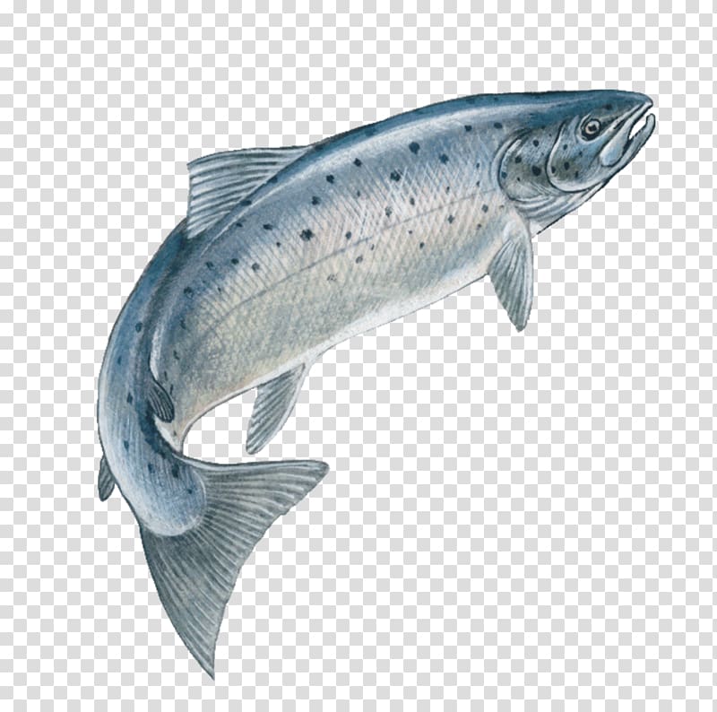 Silver fish illustration, Atlantic salmon Drawing Trout Chinook.